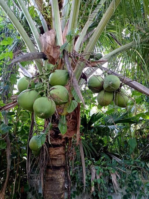 Puerto Viejo de Talamanca Green Papaya 빌라 외부 사진